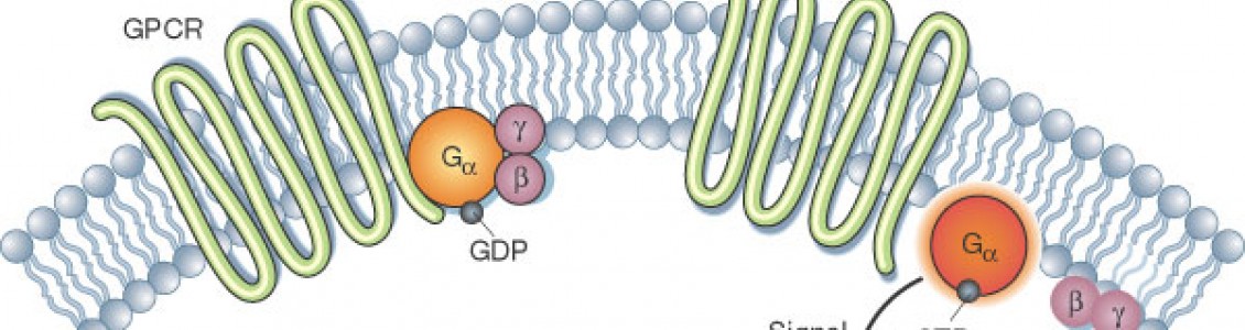 GPCR