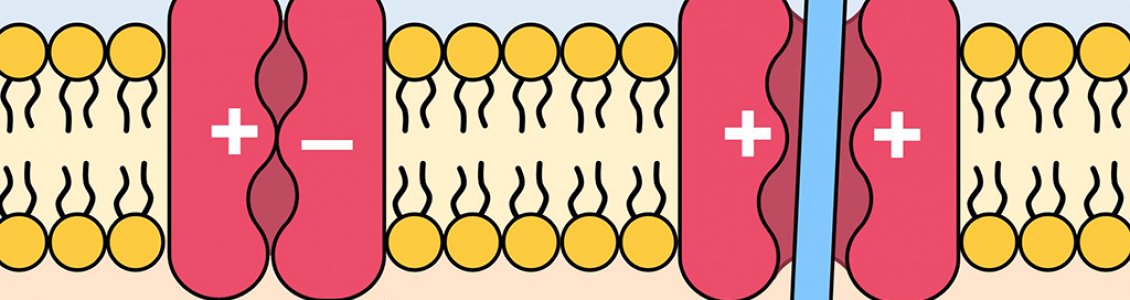Ion Channel